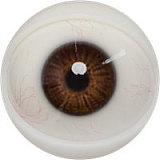 FANREAL Bellonaヘッド 166cm Jカップ 小麦色の肥満系ラブドール 宣材写真のはROS機能付き 高級フルシリコン製ダッチワイフ