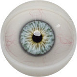 FANREAL Bellonaヘッド 166cm Jカップ 小麦色の肥満系ラブドール 宣材写真のはROS機能付き 高級フルシリコン製ダッチワイフ