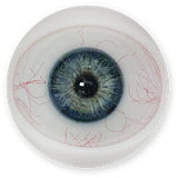 FANREAL Bellonaヘッド 166cm Jカップ 小麦色の肥満系ラブドール 宣材写真のはROS機能付き 高級フルシリコン製ダッチワイフ