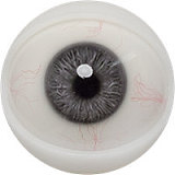 FANREAL Bellonaヘッド 166cm Jカップ 小麦色の肥満系ラブドール 宣材写真のはROS機能付き 高級フルシリコン製ダッチワイフ