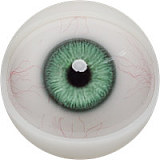 FANREAL トルソーリアルドール Ginaヘッド 95cm Ｇカップ 宣材写真通りのヘッドはROS（口開閉機能付き）ヘッド ダッチワイフ