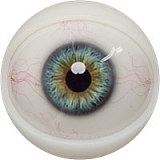 Fanreal doll【#Mariaヘッド&95cm Ｇカップ 26kg！トルソーチョコ肌 超リアルスキン フルシリコン製ラブドール リアルタイプ 最新作ボディー  FANREAL