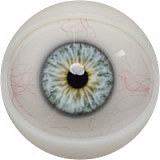 【夢の女】#Ｇinaヘッド&159CM Gカップ 巨乳タイプ 欧米顔立ち フルシリコン製ラブドール 最新作ボディー  FANREAL