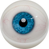 【夢の女】#Ｇinaヘッド&159CM Gカップ 巨乳タイプ 欧米顔立ち フルシリコン製ラブドール 最新作ボディー  FANREAL