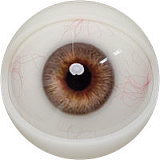 Fanreal Mariaヘッド 170cm Gカップ シームレスダッチワイフ リアル皮膚付き 高身長 ROS機能付きフルシリコン製セックスドール