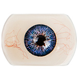 Doll Senior #25颂英（Songying）ヘッド 165cm Cカップ リアル ドール カッコいい系美人 宣材写真のはフルシリコン アダルトドール