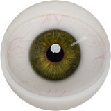 FANREAL 気品がある Mariaヘッド 168cm等身大 リアルアダルトドール Fカップ 宣材写真はフルシリコン製えろい人形