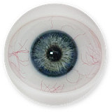 FANREAL 気品がある Mariaヘッド 168cm等身大 リアルアダルトドール Fカップ 宣材写真はフルシリコン製えろい人形