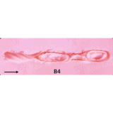 Real lady R16ヘッド 170cm Cカップ 欧米風ワイルド系美人 超リアルな肌の質感 高級シリコンラブドール