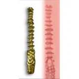 【Normalシリーズ】 Yuluoclub（御蘿社） 璃茉-2ヘッド 160cm Fカップ 牛柄コスチューム色気淫靡魅惑的美人立ちラブドール フルシリコン製