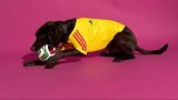 26/27 (2026) 	 Colombia    Home  Dog pet Fans 1:1 Quality Soccer Jersey
