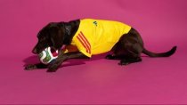 26/27 (2026) 	 Colombia    Home  Dog pet Fans 1:1 Quality Soccer Jersey