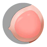 Tantaly Aurora2.0(#3)  tpe製トルソー Tantabosom胸 ナチュラル肌色 トルソーオナホ 大型オナホール