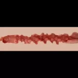 ZELEX ZX117Eトルソー&ZXE218_W2ヘッド 腕無しトルソー シリコン材質 リアル等身大半身ラブドール