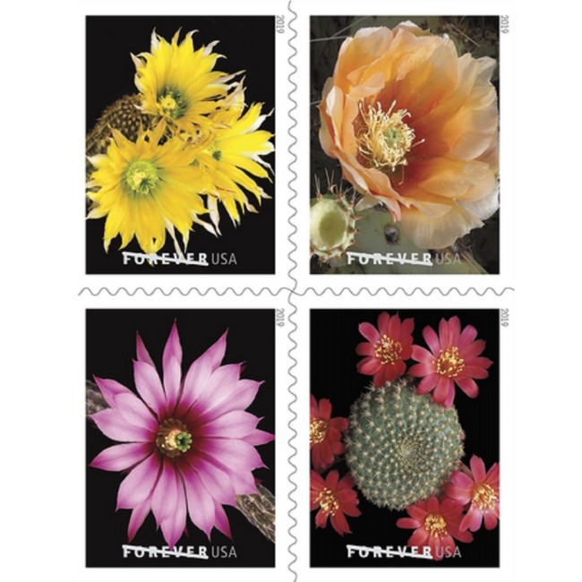 Cactus Flowers 2019 - 5 Booklets / 100 Pcs
