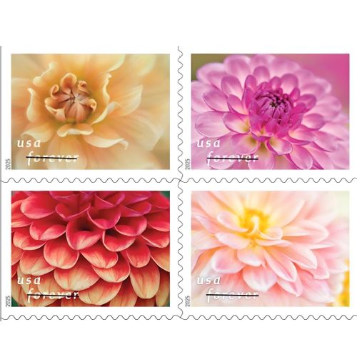 Dahlias 2025 - 5 Booklets / 100 Pcs
