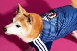 2026/27 Japan Home Blue pet jersey