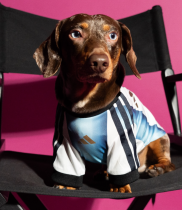 2026/27 Argentina Home  pet jersey