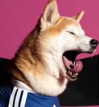 2026/27 Japan Home Blue pet jersey