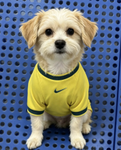 2026/27 Brazil Home Yellow pet jersey